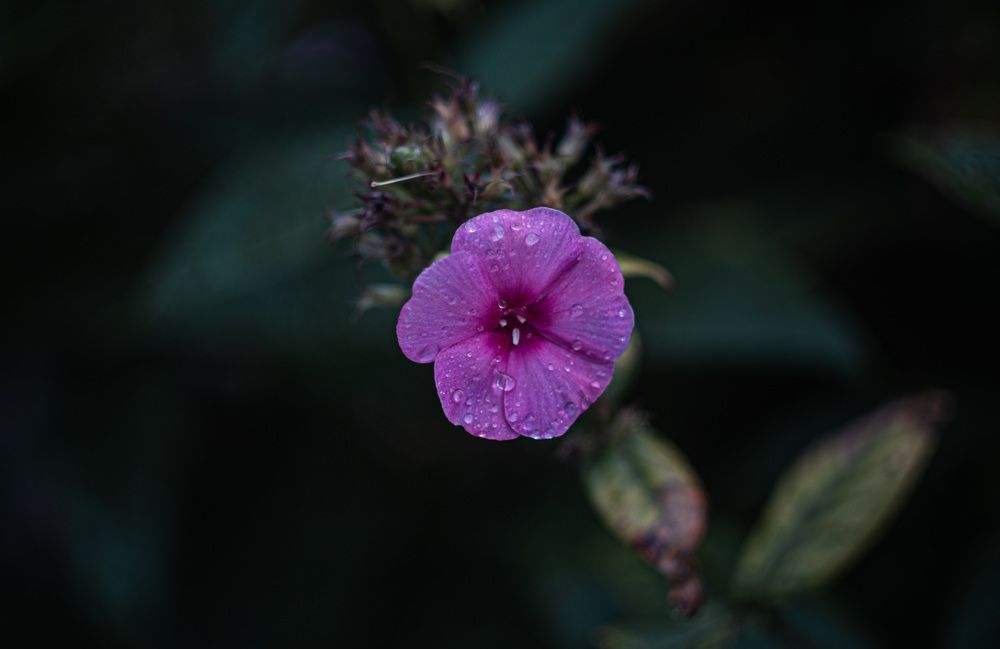 Photograph by Ольга Левакова