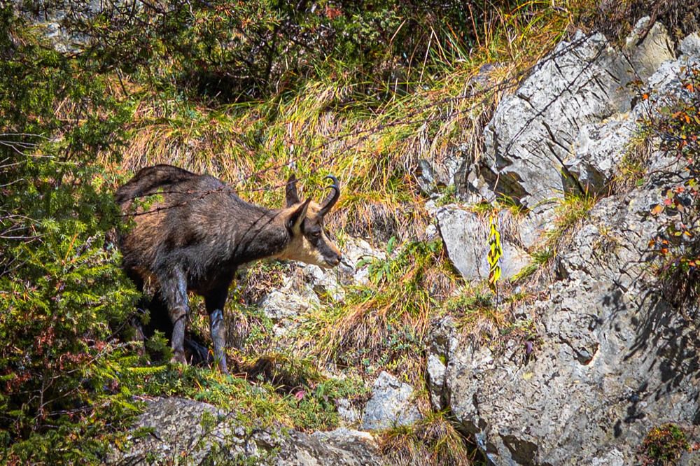 Горный козел.