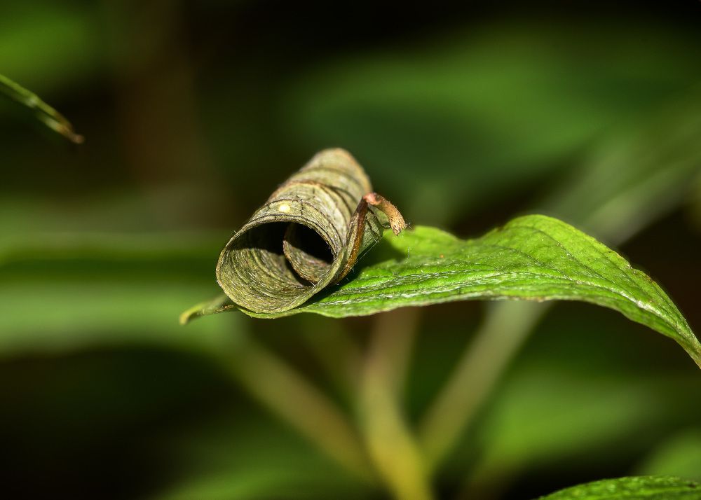 Photograph by Valery Pegushev