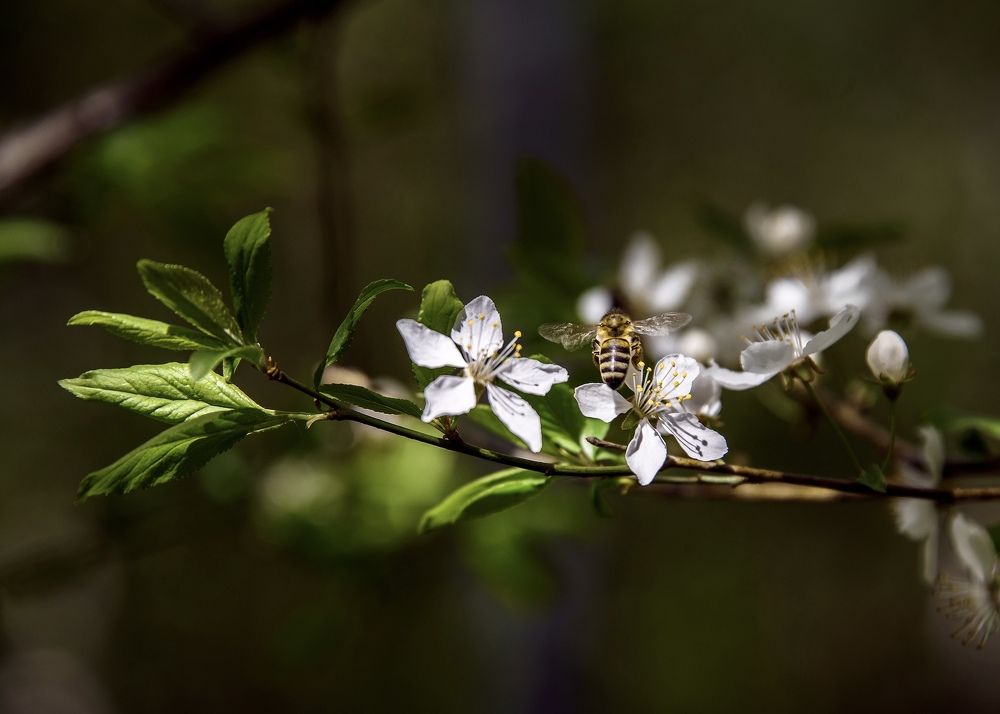 Photograph by Valery Pegushev