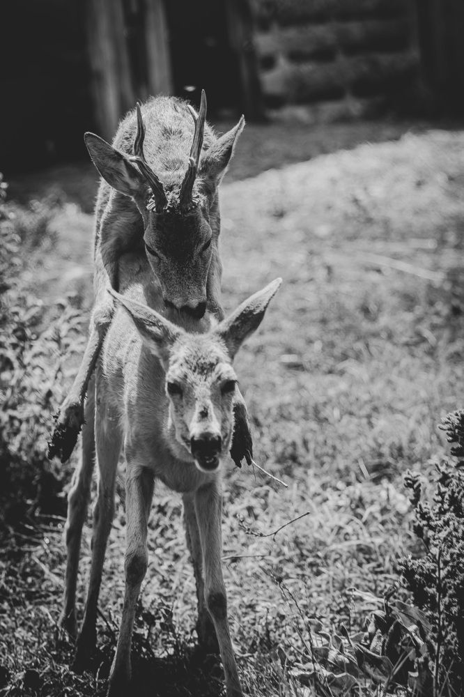 Photograph by Adelina Truhcheva