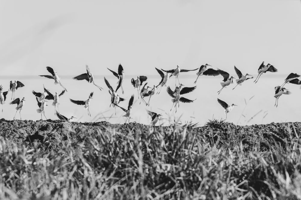 Photograph by Sergio Norberto pagliarini júnior