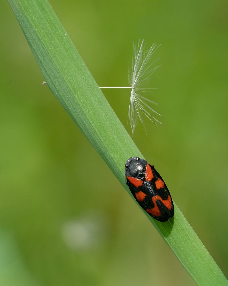 Photograph by LYUDMYLA POKRYSHEN