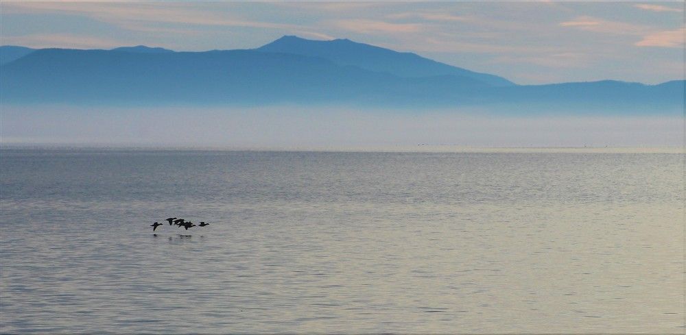 Баргузинская дичь.