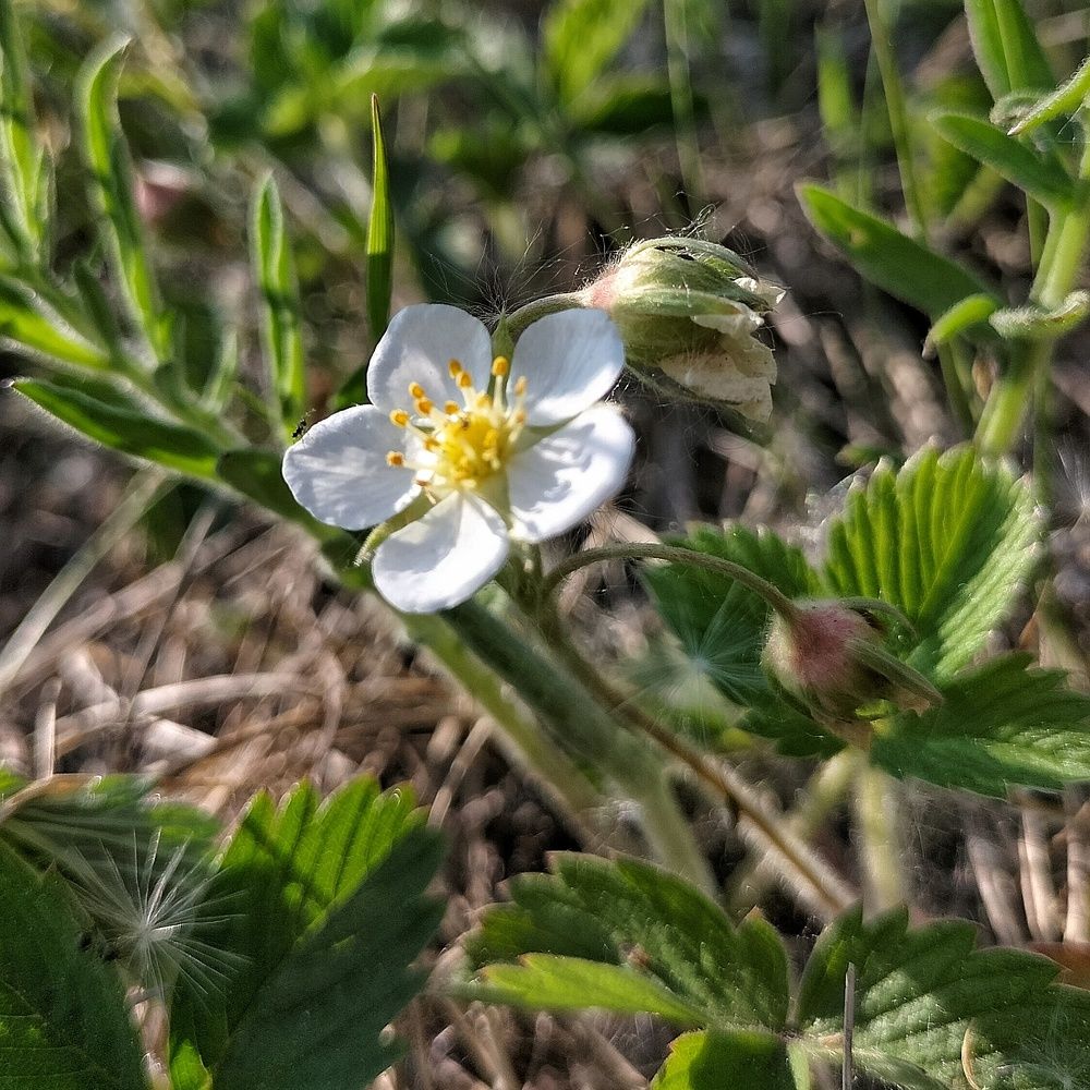 Фотография автора Maksim Gafner