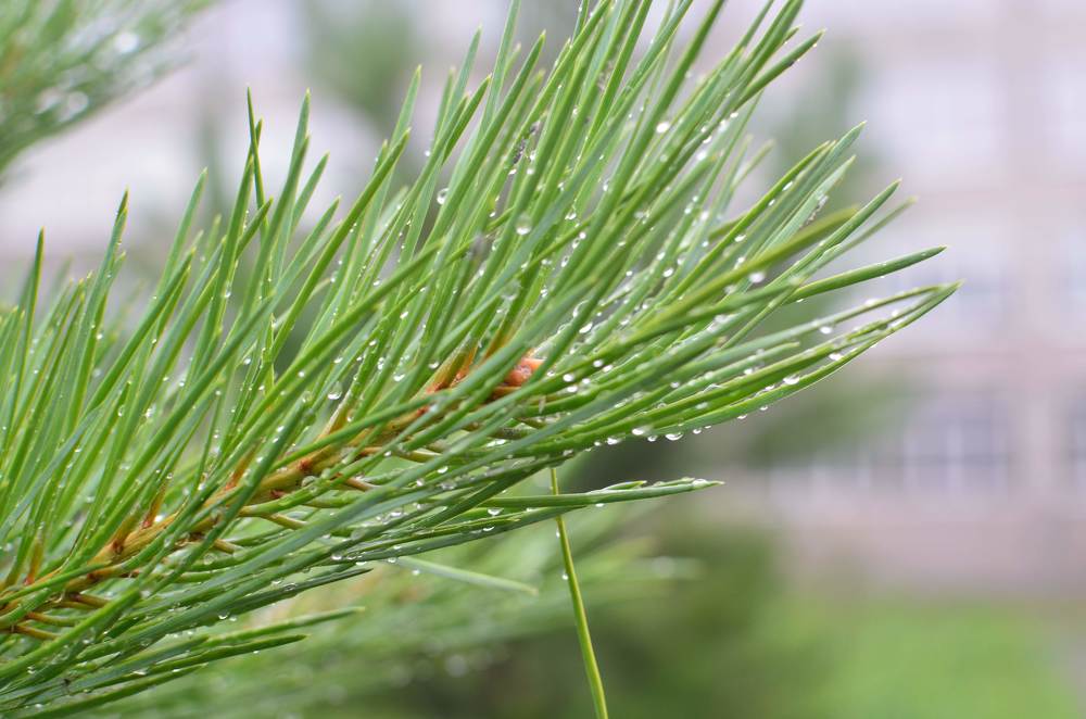 Фотография автора Maksim Gafner