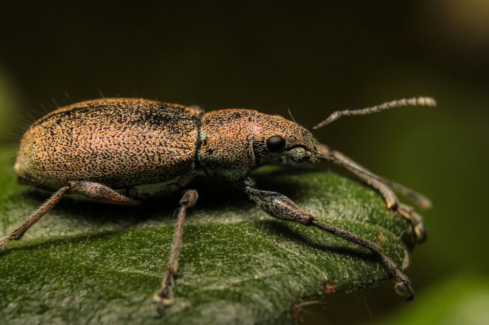 Photograph by Bruna Pinto Pereira