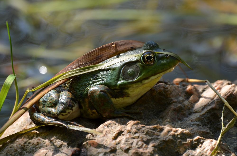 Photograph by Ken Oliver