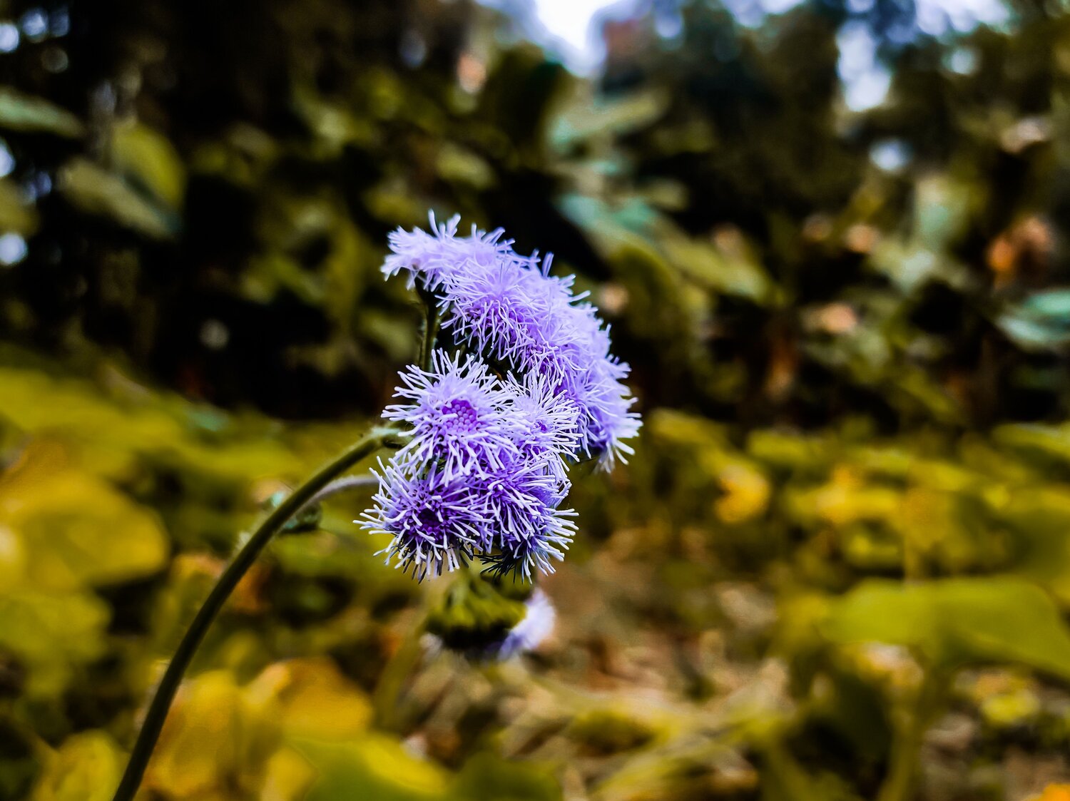 Micro  View of Ageratum