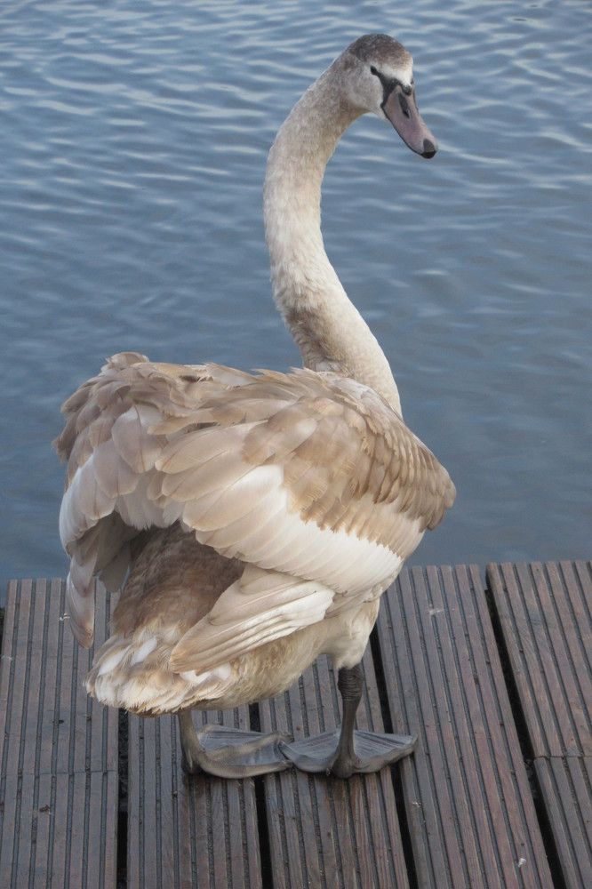 Photograph by Ирина Шведчикова