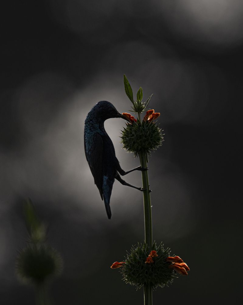 Photograph by Visveswar VK