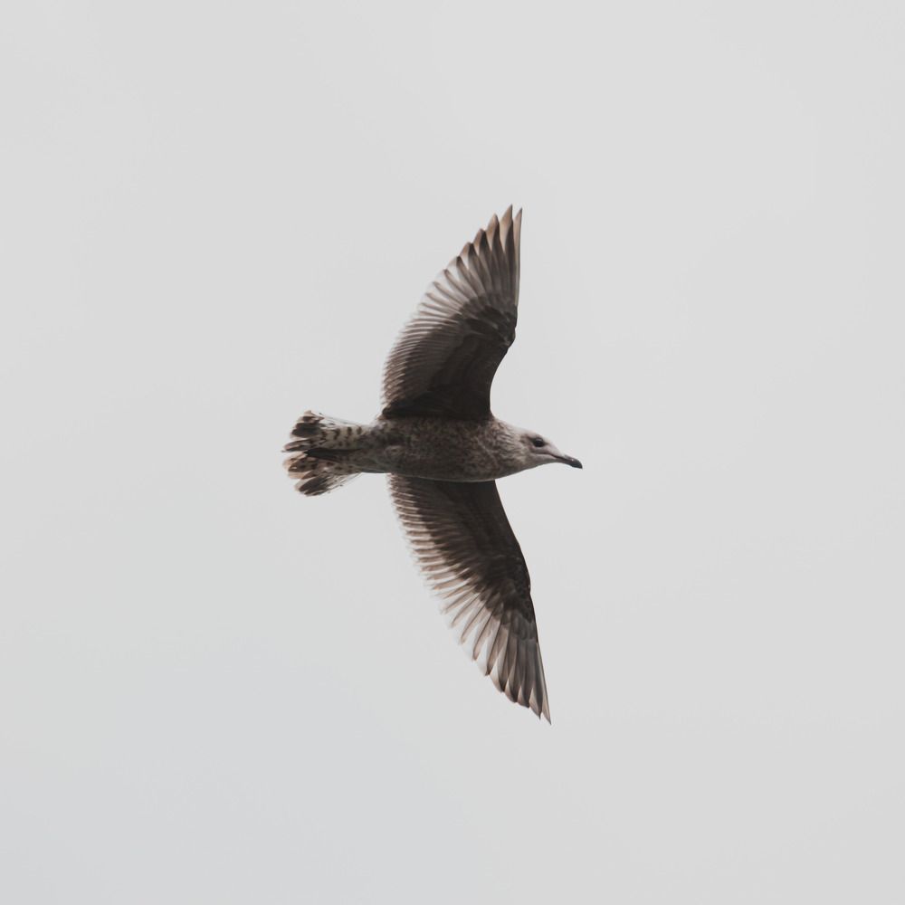 Фотография автора Фёдор Баронов