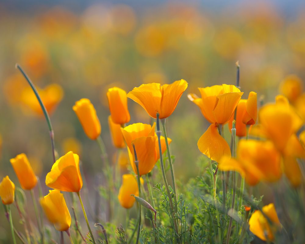 Photograph by Anferow Lana