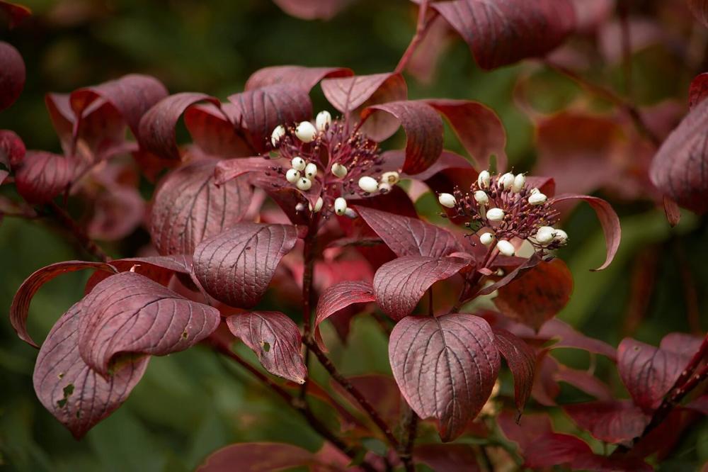 Цветущая свидина.