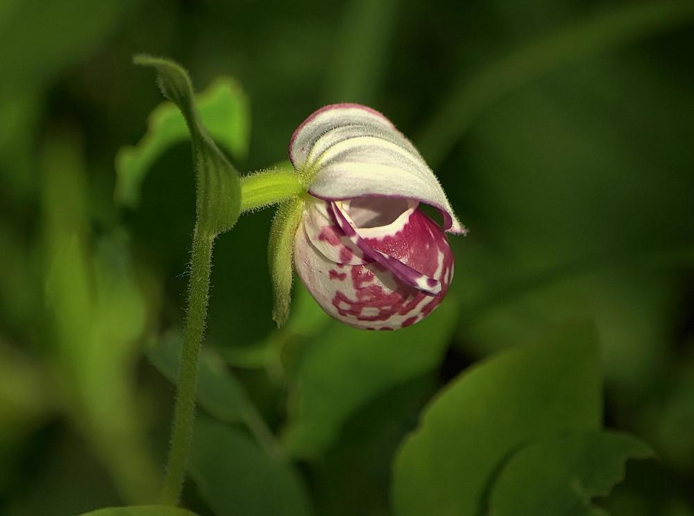 Венерин башмачок)))