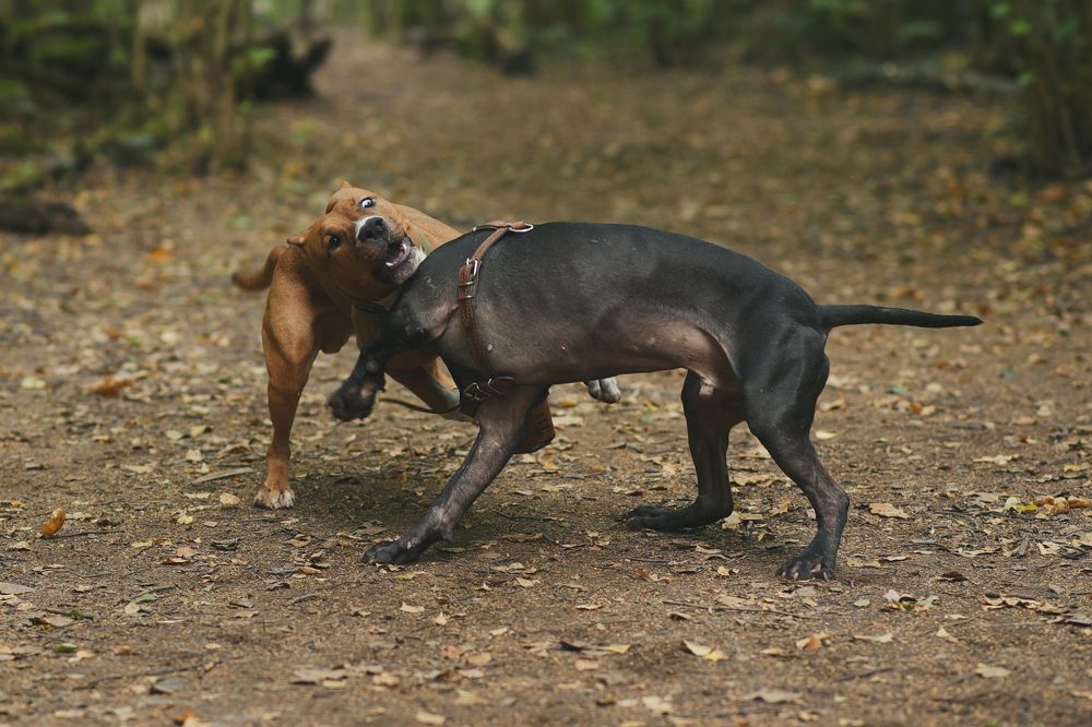 Тео и Шериф