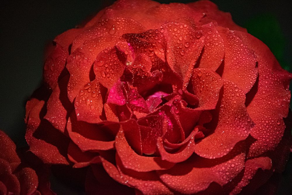 Photograph by DraaKamel