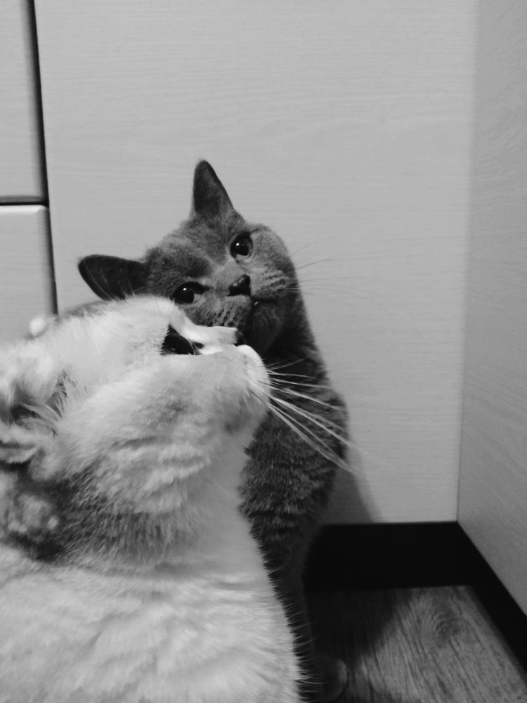 Photo #9753103