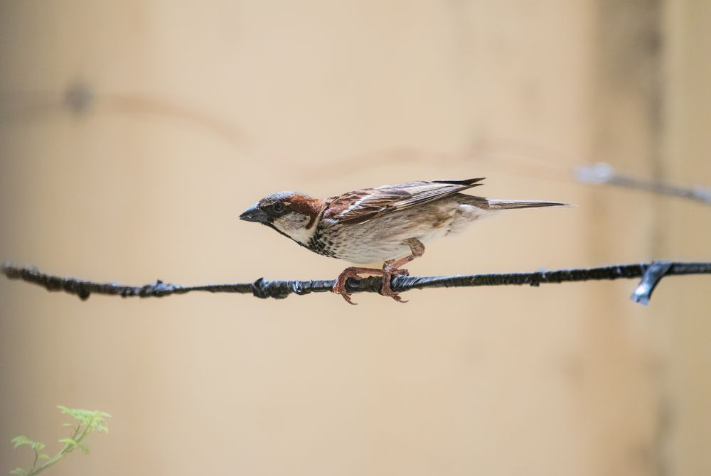 Photograph by kamel draa