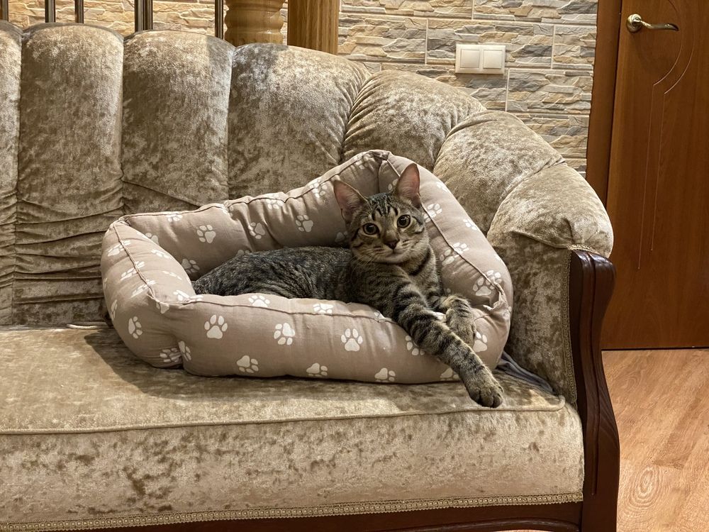 Photograph by Екатерина Амирасланова