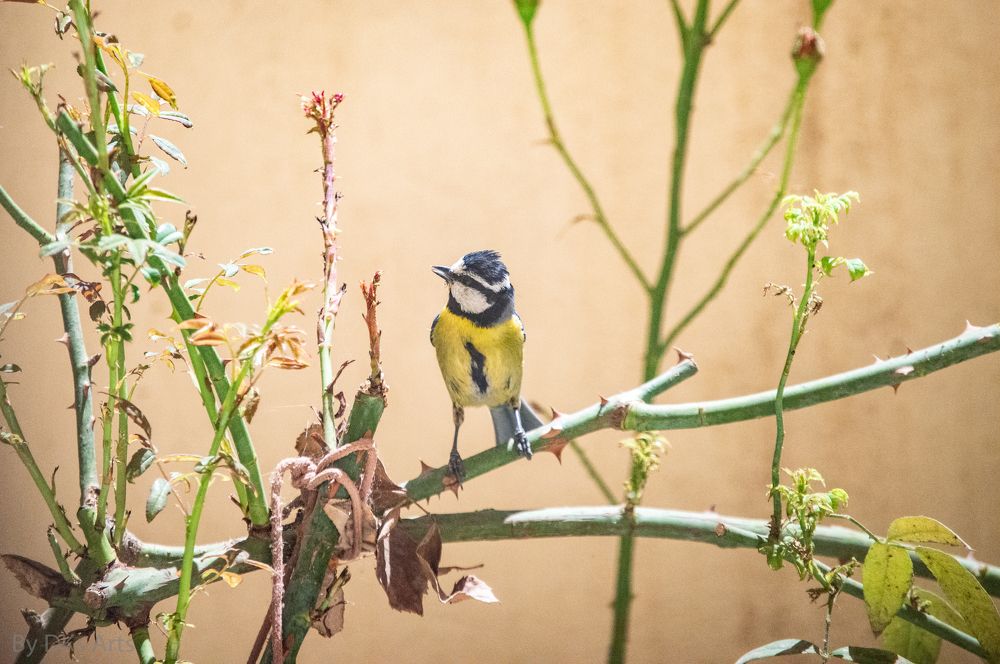 Photograph by kamel draa