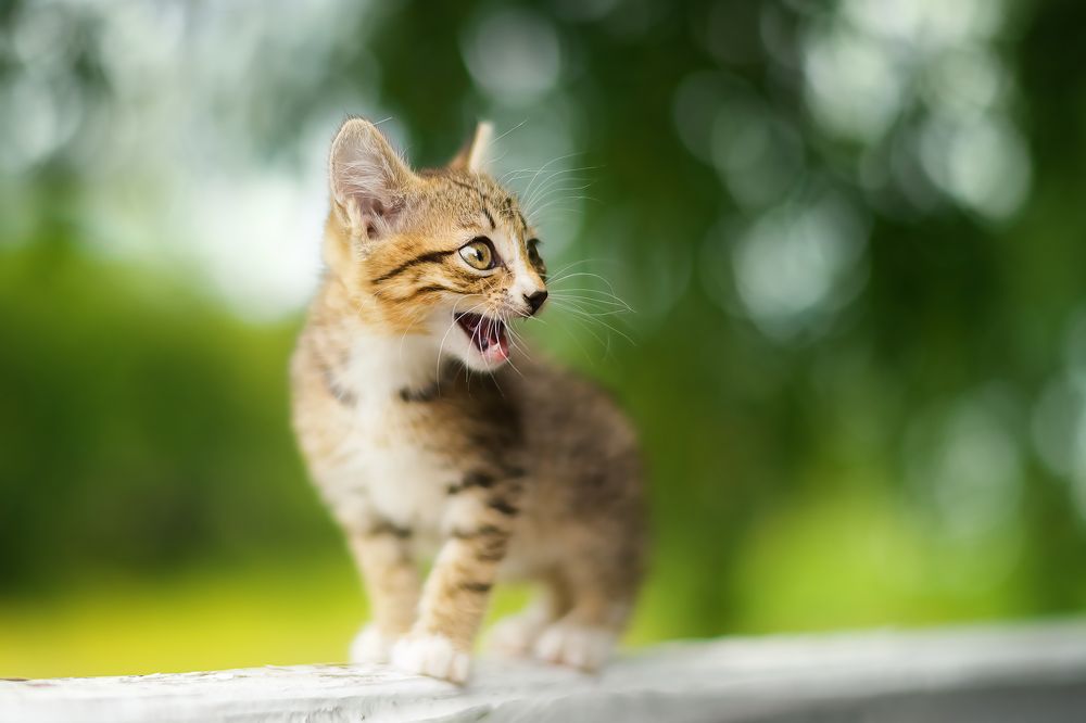 Фотография автора Елена Баклач