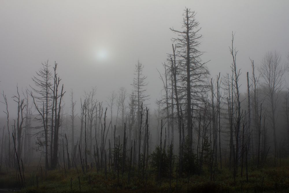 Photograph by Vera Komarova