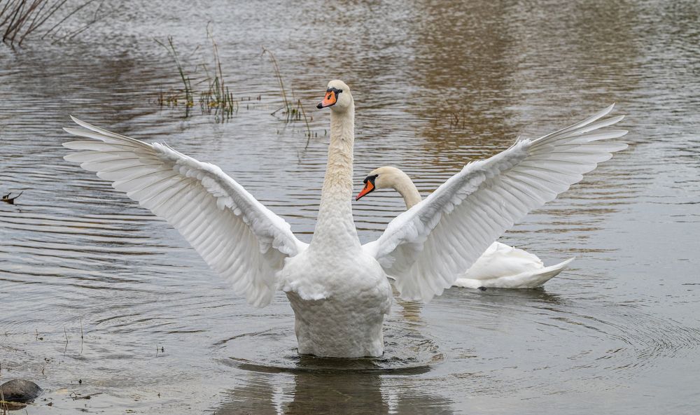 Photograph by Савчук Сергей