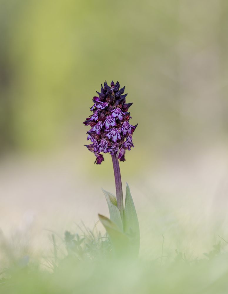 Orchid (Orchis purpurea)