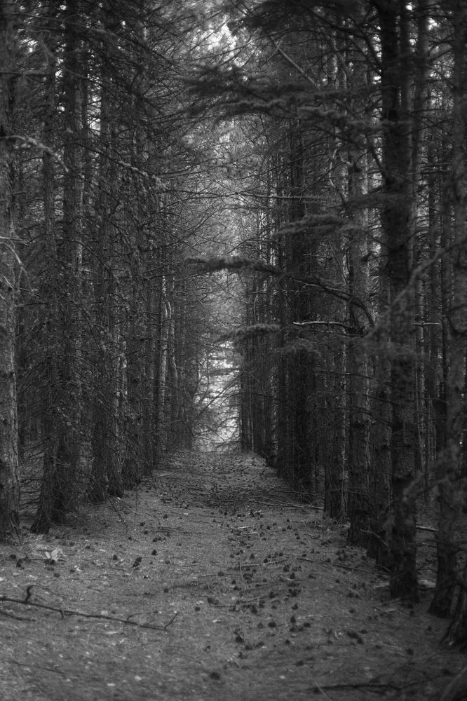 Сосновый лес