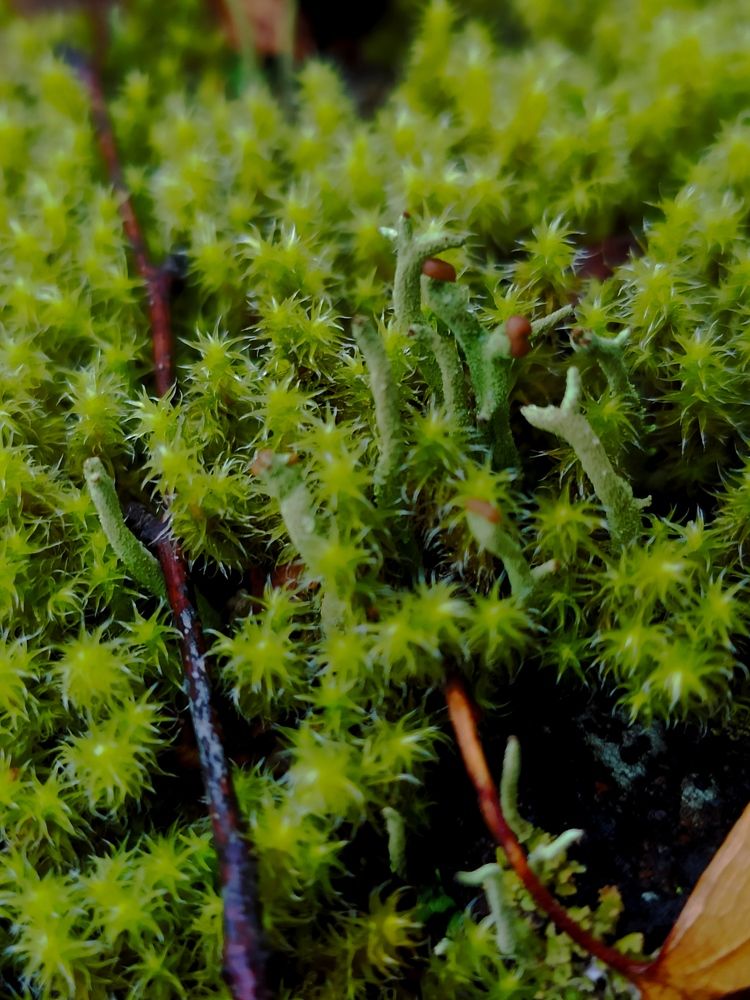 Photograph by Сидорова Ирина