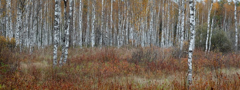 Photograph by АНДРЕЙ МИТЮРИН