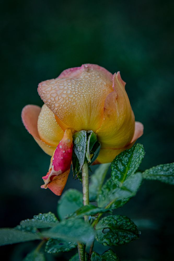 Photograph by Денчук Наталья