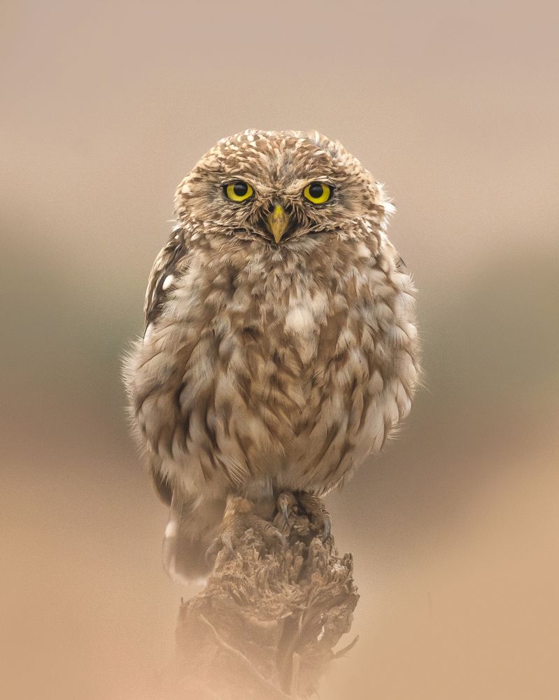 Photograph by Laila Bidah