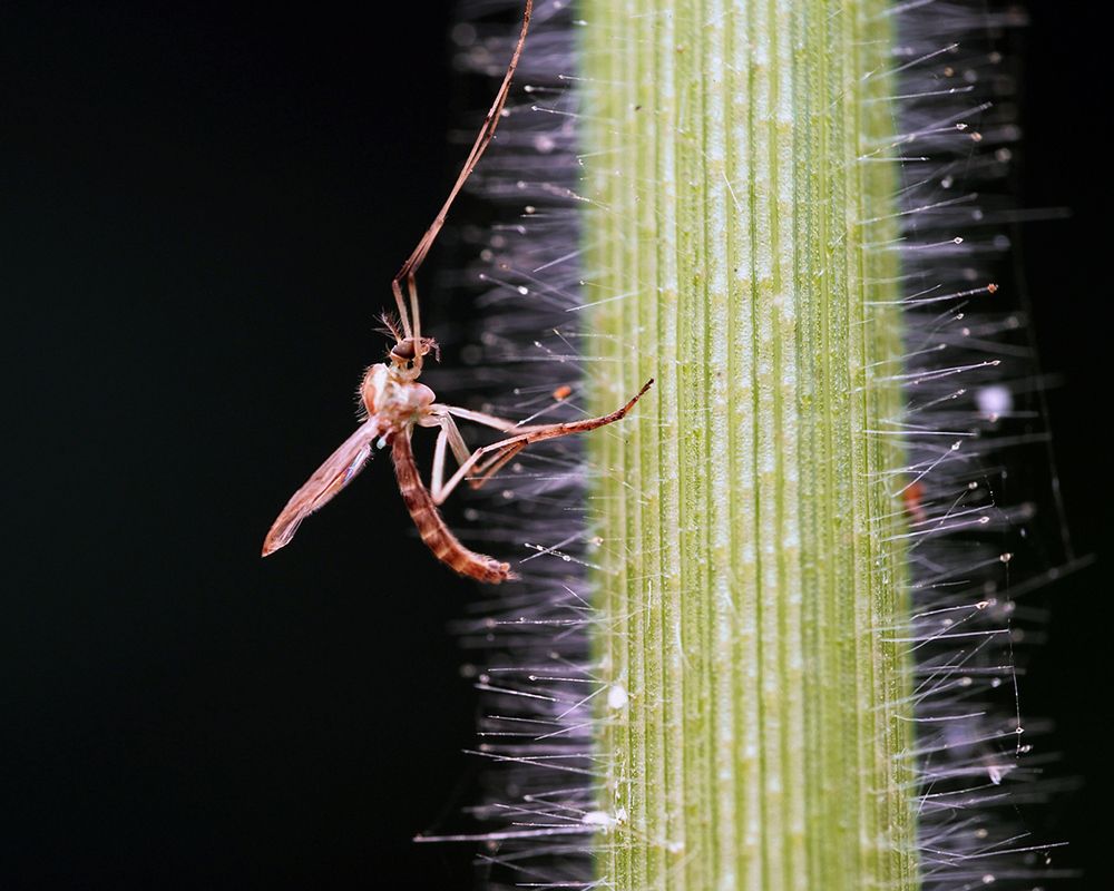 Photograph by Dharmendra Padhiyar
