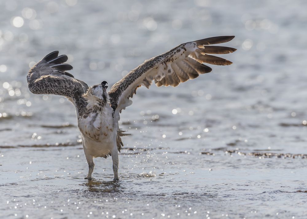 Photograph by Laila Bidah