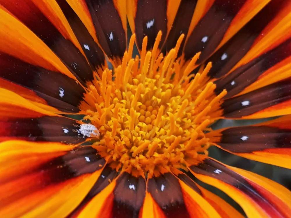 Photograph by Dilara C