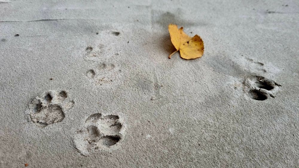 Photograph by Наталья Анисимова