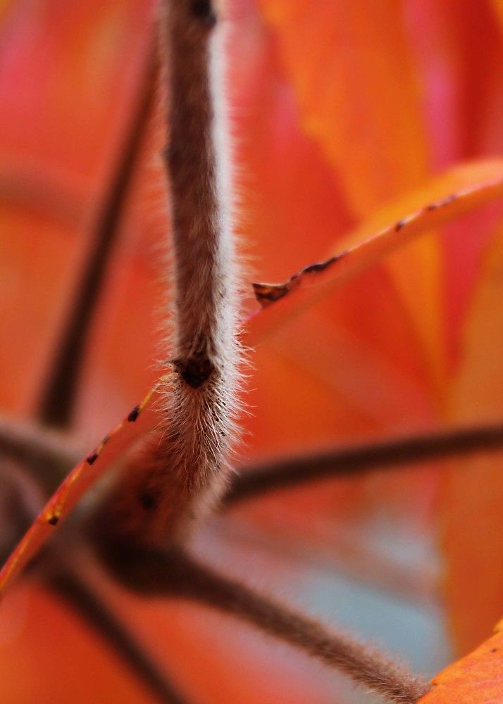 Photograph by Дарья Колесниченко