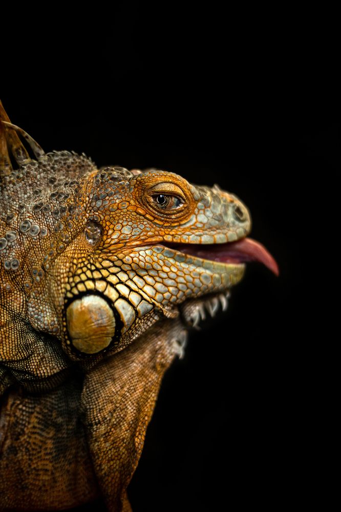 Домашняя игуана
