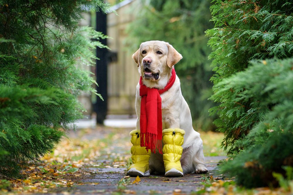Photograph by Владимир Лиепин