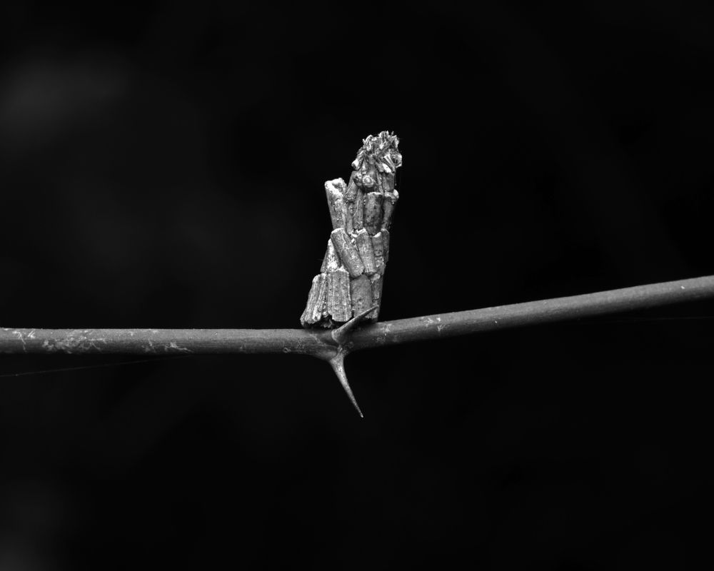 Photograph by Dharmendra Padhiyar