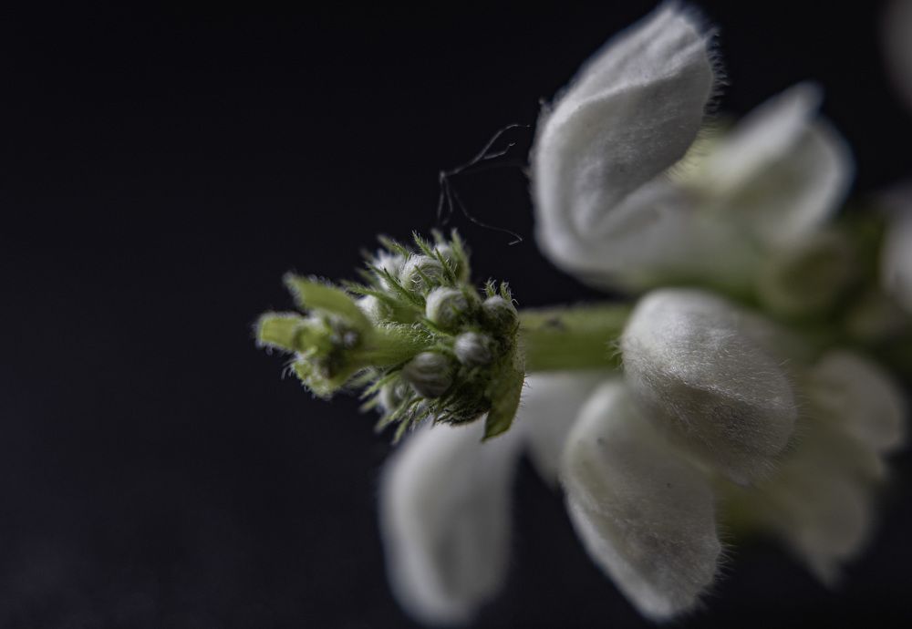 Photograph by Ольга Левакова