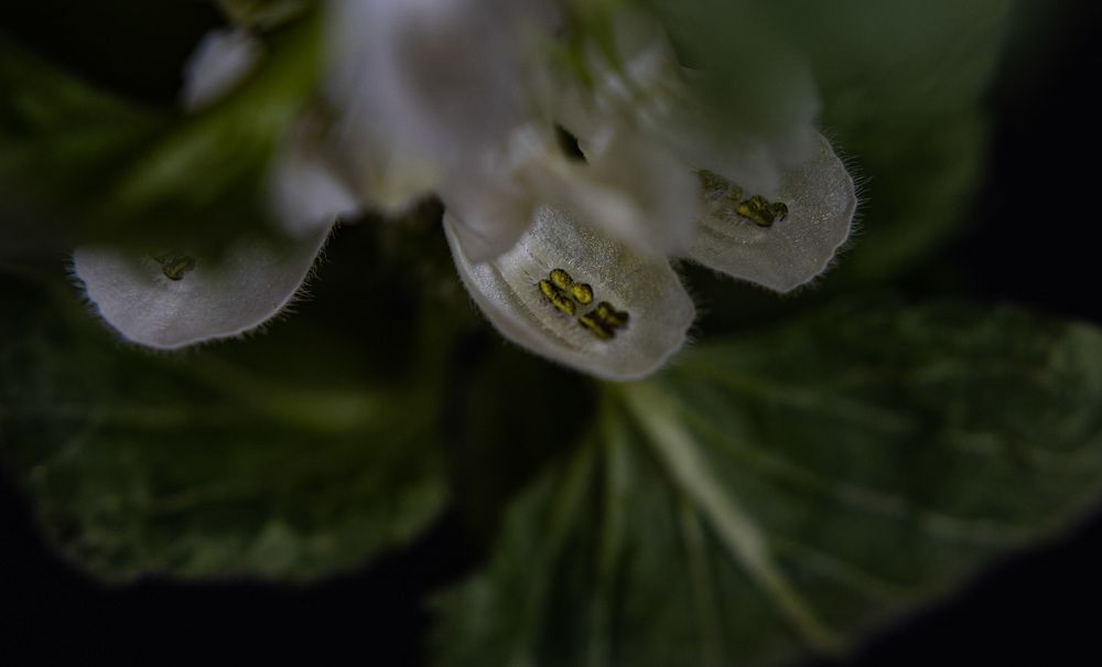 Photograph by Ольга Левакова