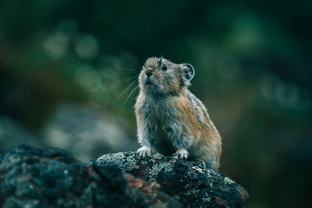 Северная пищуха