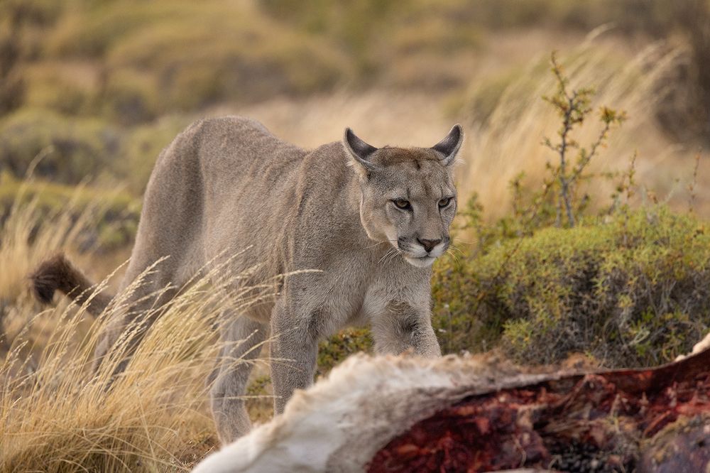 Photograph by Idit Profeta Ron