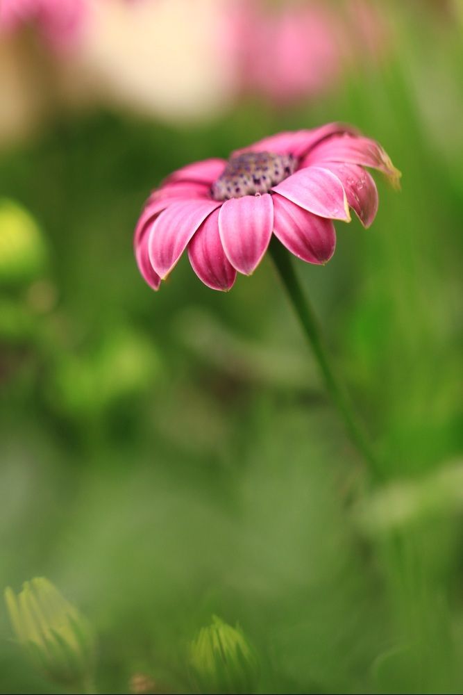Photograph by Nabiha Radwan
