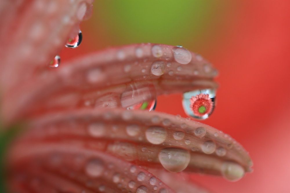 Flower drops