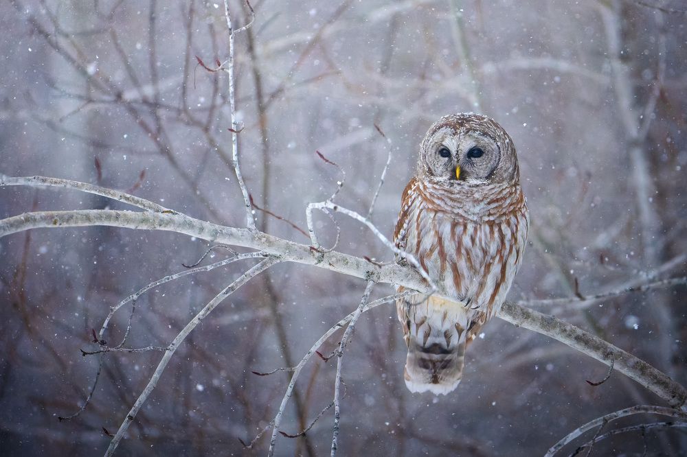 Photograph by Karthik Subramaniam