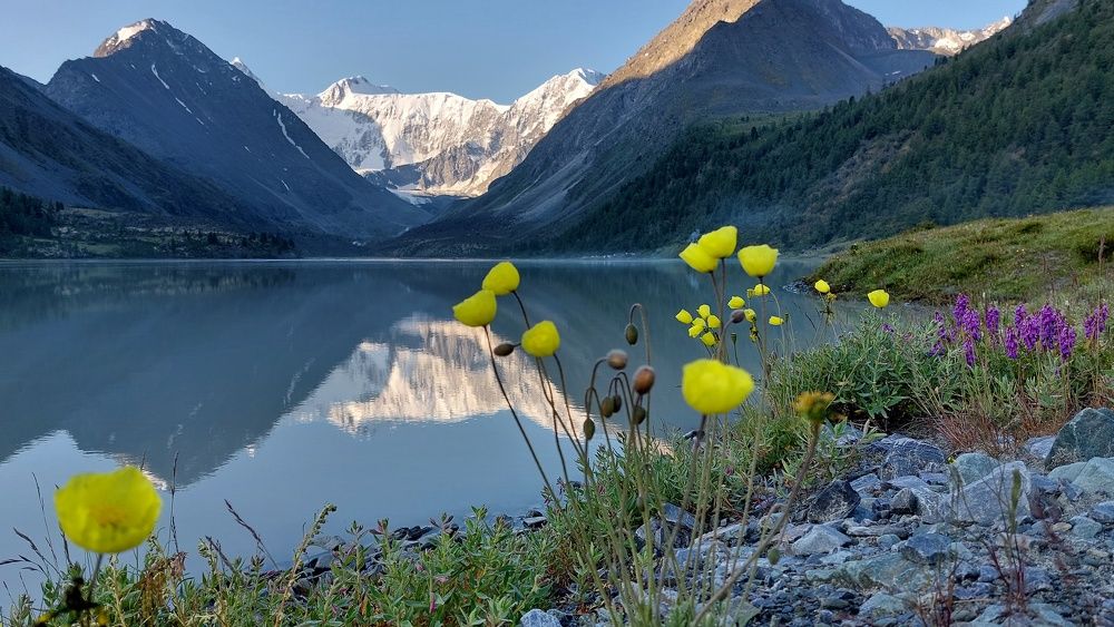 Её величество Белуха!